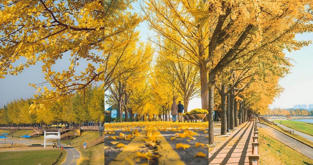 canh dep o thanh pho Asan